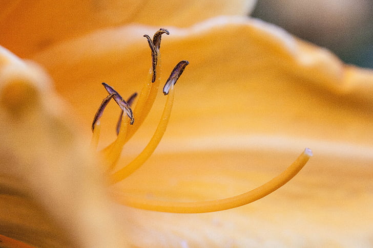 daylily, Hemerocallis, flor do lírio de dia, flor, planta, natureza, Verão