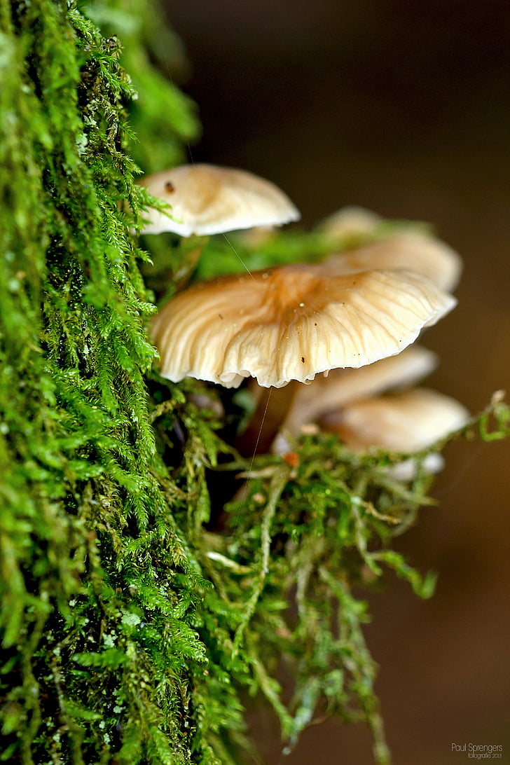 mushroom, forest, nature, autumn, pilz