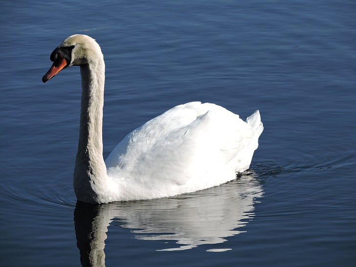 swan, nature, lake, water, wild, bird, wildlife