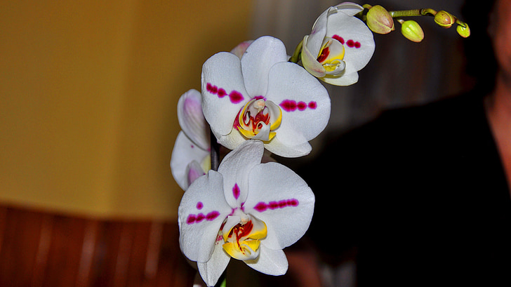 orhidee, floare, alb