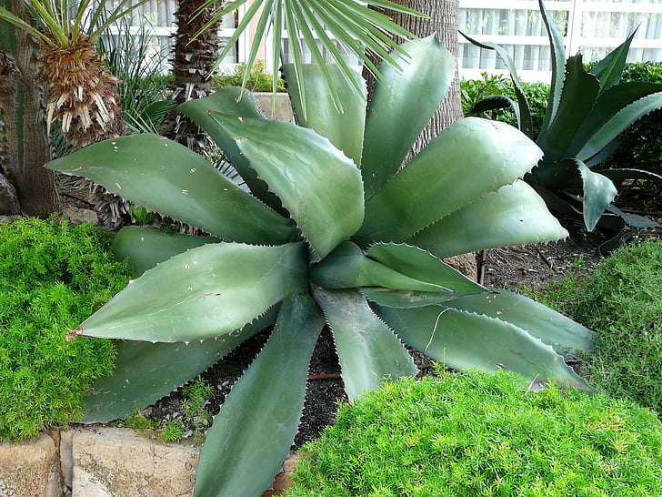 Mallorca, Aloe vera, enorme, planta, naturaleza, planta suculenta, cactus