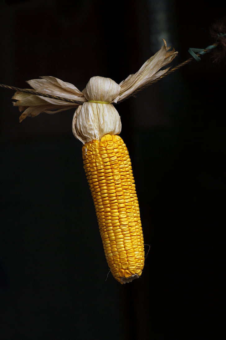 maize, grains, corn, food, yellow, seed, organic