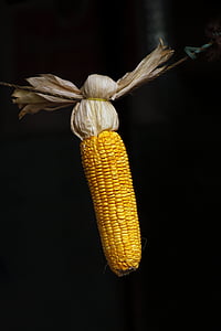 kukurydza, ziarna, kukurydza, jedzenie, żółty, materiał siewny, organiczne