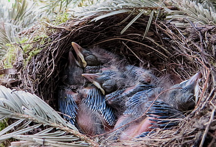 printemps, Blackbird, NID, nid d’oiseau, nid de Merle, oiseau, plume