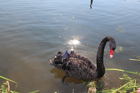 swan, black, lake, bank