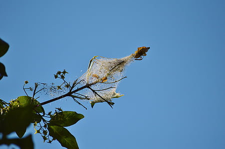 cocoon, nest, network, wax moth, hatching, caterpillar, insect