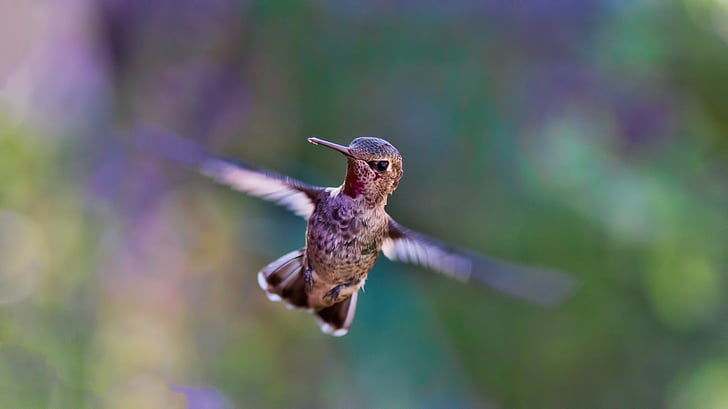Kolibri, ki plujejo pod, ptica, narave, krilo, prosto živeče živali, živali