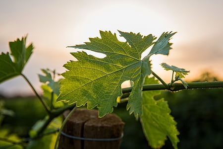 vin, solen, vingård, romanin, vin blad, grønt løv, plante