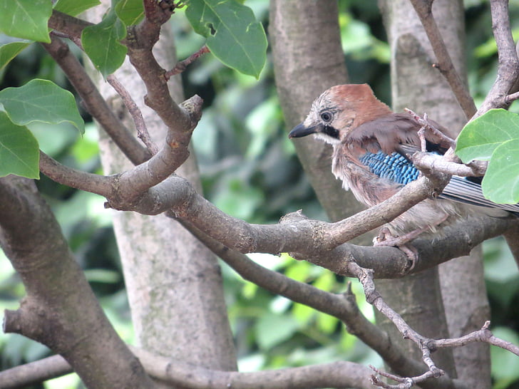 Jay, arbres de chêne, oiseau, petit, Sparrow, animal, plumes
