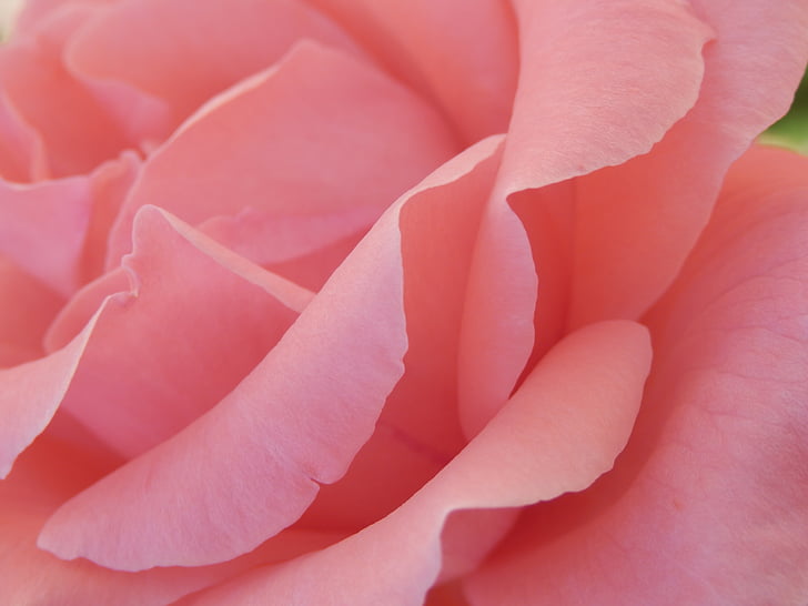 τριαντάφυλλο, πέταλο, λουλούδι, άνθος, ροζ, φύση, άνοιξη