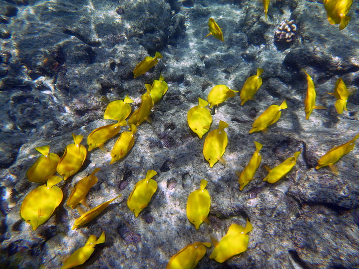 dzeltena, zivis, zemūdens, jūras, elpošanas trubiņa, krāsains