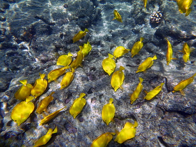 amarillo, pescado, bajo el agua, Marina, tubo respirador, colorido