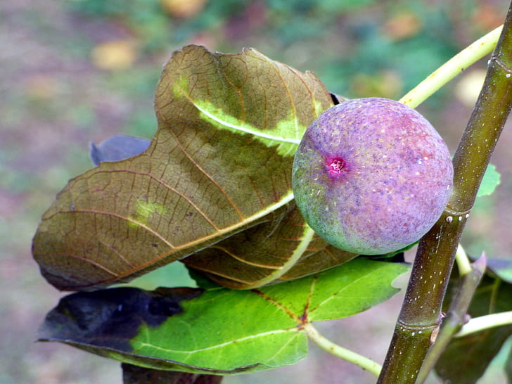 vaisių, Fig, violetinės vaisius, Gamta, figų lapų, mielas