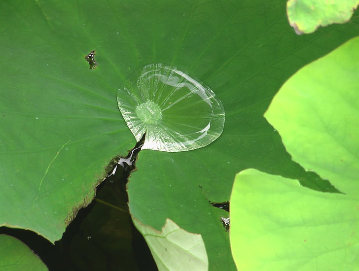 gota de agua, espejo, insectenbad