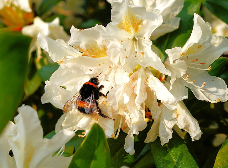 Rhododendren, Blüte, Bloom, Busch, weiß, Ausschreibung, Hummel