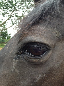 kuda, mata, Close-up, wajah, kuda, hewan, Stallion