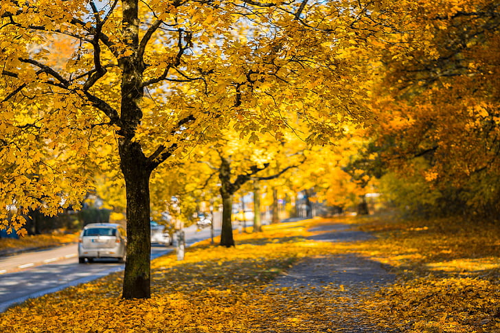 hösten, Höstens färger, bilar, färgglada, landsbygd, körning, miljö