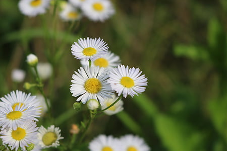 wild flowers, meadow, flowers, nature, daisies, meadow margerite, pointed flower