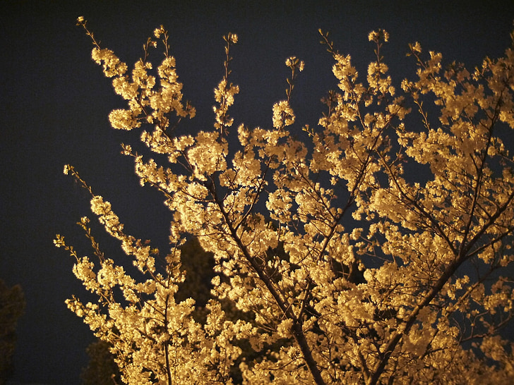 cerisiers en fleurs, cerise, nuit