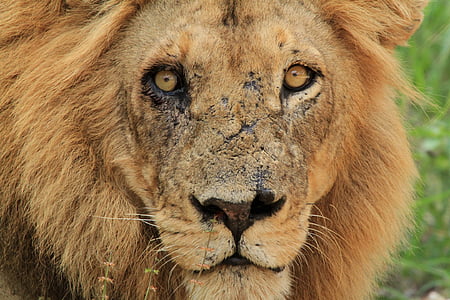 Leão, luta, Kruger, cara, cicatrizes, Leão - felina, vida selvagem