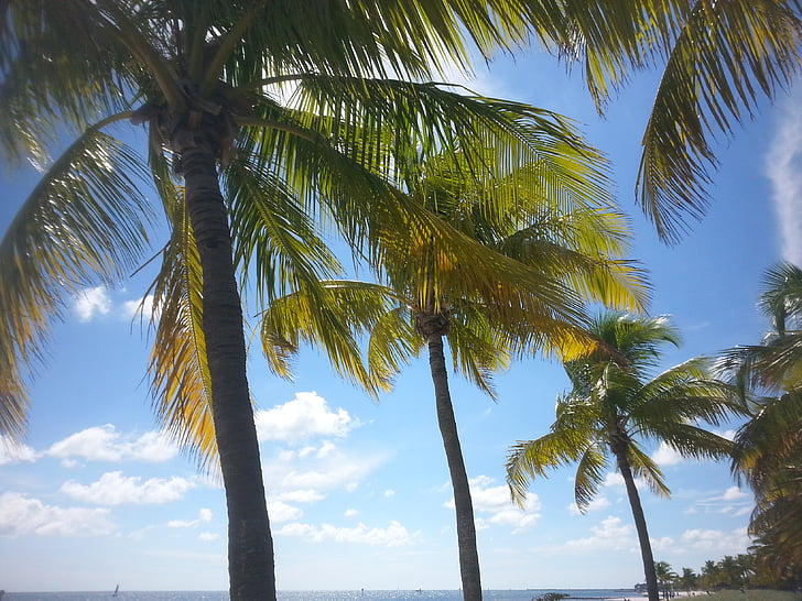 trópusi, Key west, paradicsom, óceán, tenger, utazás, Beach