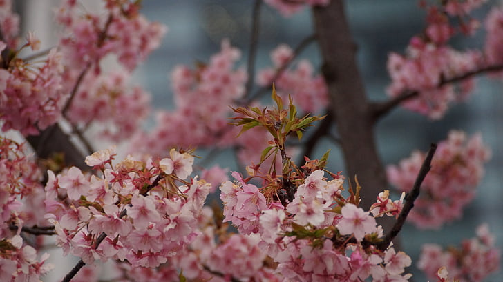 cereja, árvore, Japão