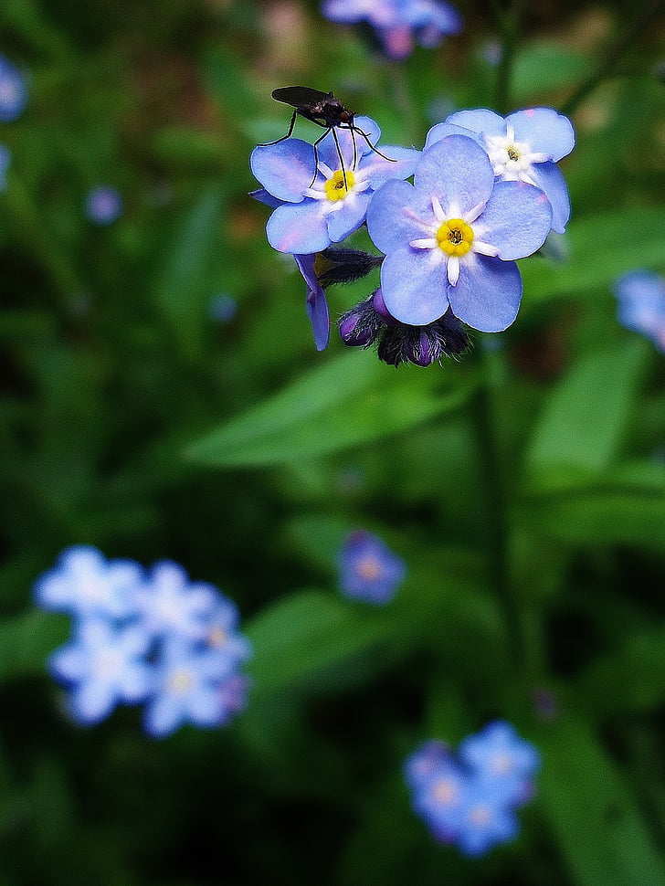 flora, flower, flowers, forget me not, insect, Myosotis sylvatica, nature