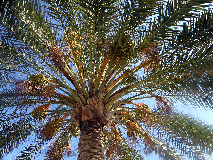 Palm, nature, été, Tropical, palmier
