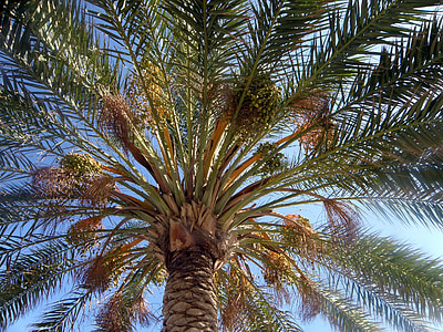 Palm, Gamta, vasaros, atogrąžų, palmė