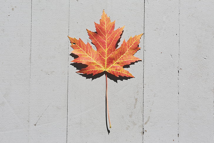 photo, autumn, leaf, maple leaf, fall, nature, no people