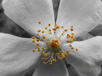 fleur, noir et blanc, macro