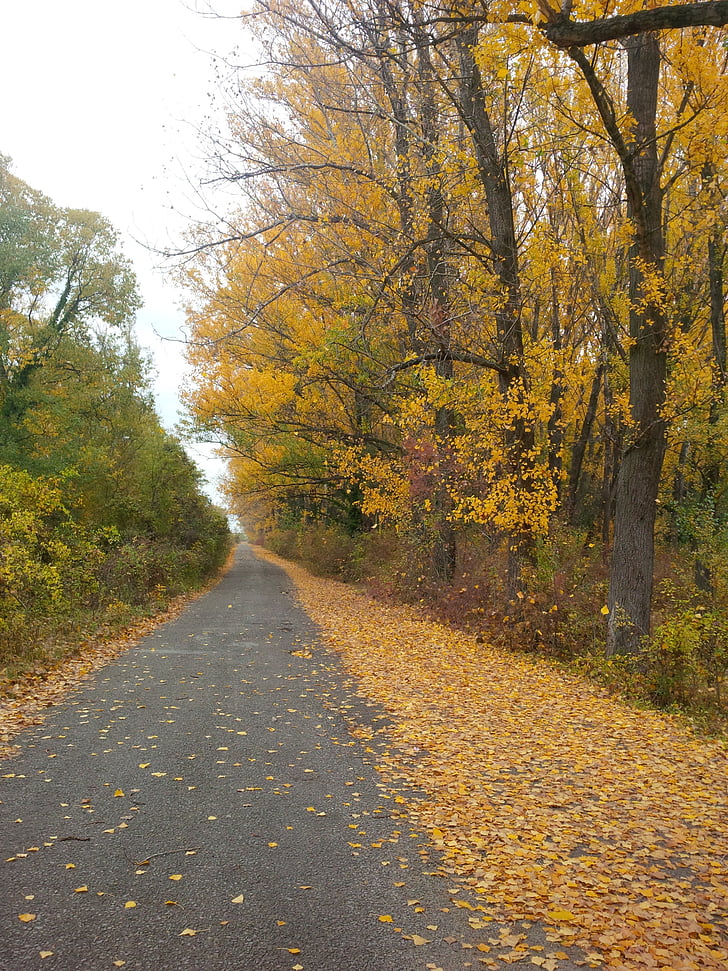 kelias, takas, pėsčiųjų takai, rudenį, rudenį, medžiai, lapai