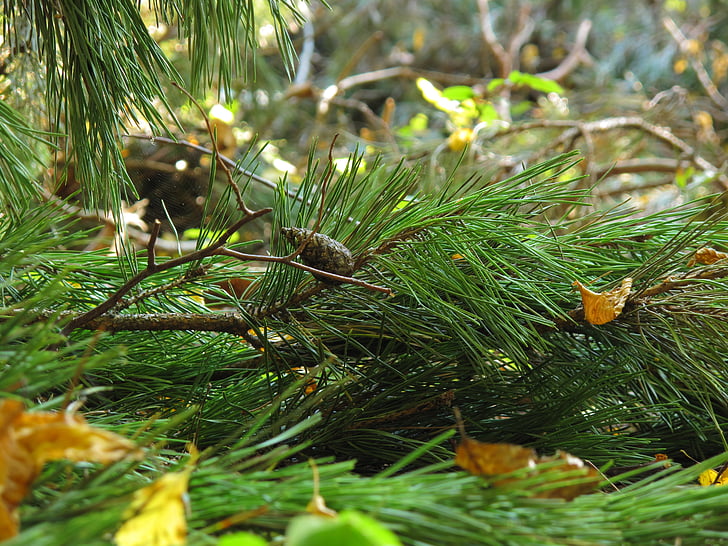 undervegetation, Pine, spruce, iglak, nålar, barrträd, träd