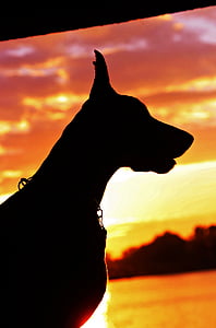 Dobermanas, siluetas, saulėtekio, šuo