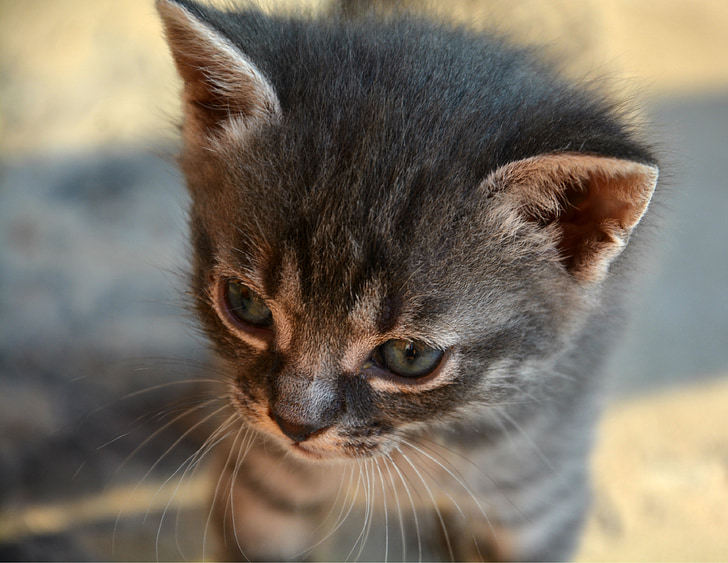 animal, cat, cute