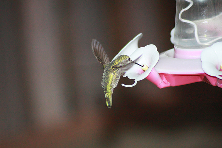 hummingbird, feeding, hovering, ruby-throated, feeder