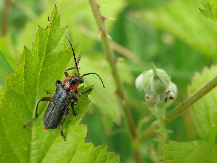 Beetle, hyönteinen, Longhorn kovakuoriaiset, Bush, lehdet