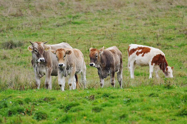 mucche, Allgäu, carina, ruminante, bovini da latte, pascolo, animale