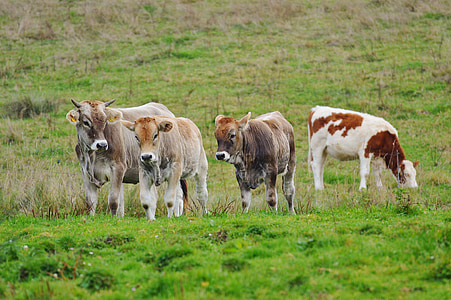 sapi, Allgäu, Manis, ternak ruminansia, sapi perah, padang rumput, hewan