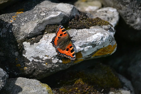 motýl, Rock, Příroda, hmyz, přírodní, kámen, volně žijící zvířata