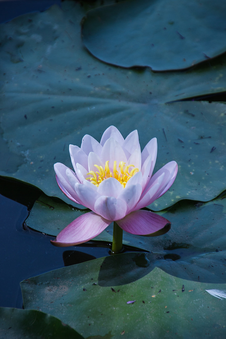 water lily, flower, water, nature, pond