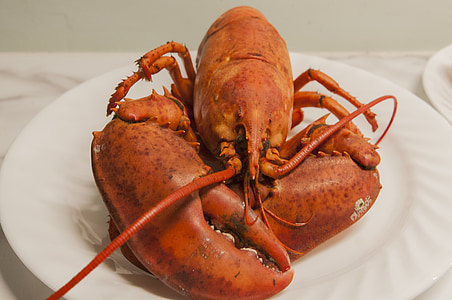 Lobster, makanan laut, kerang, cakar, dimasak