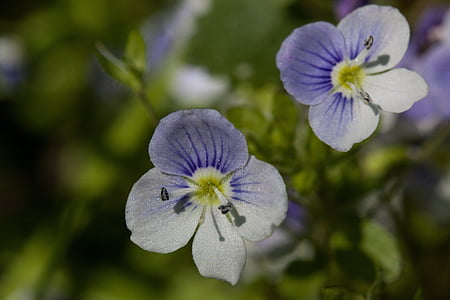 blommor, liten, vit, blå, stämpel, pollen, våren