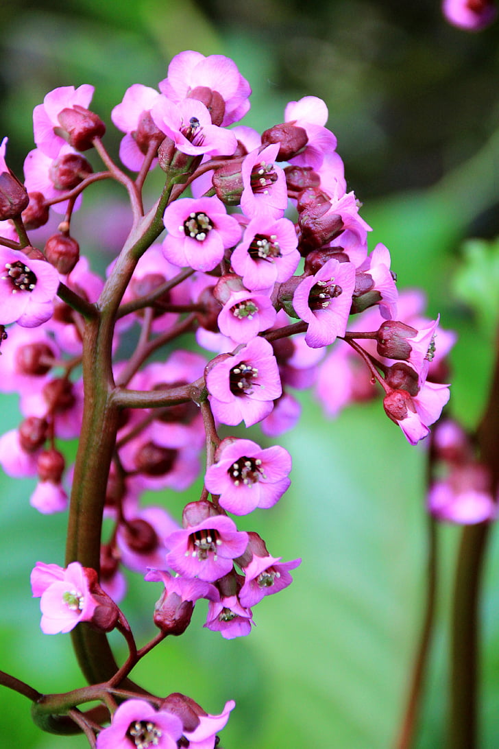 planta, flor, flor, flor, porpra, Rosa, natura