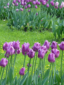 tulipany, kwiaty, Natura, liliowy, zielony, Tulipan, kwiat