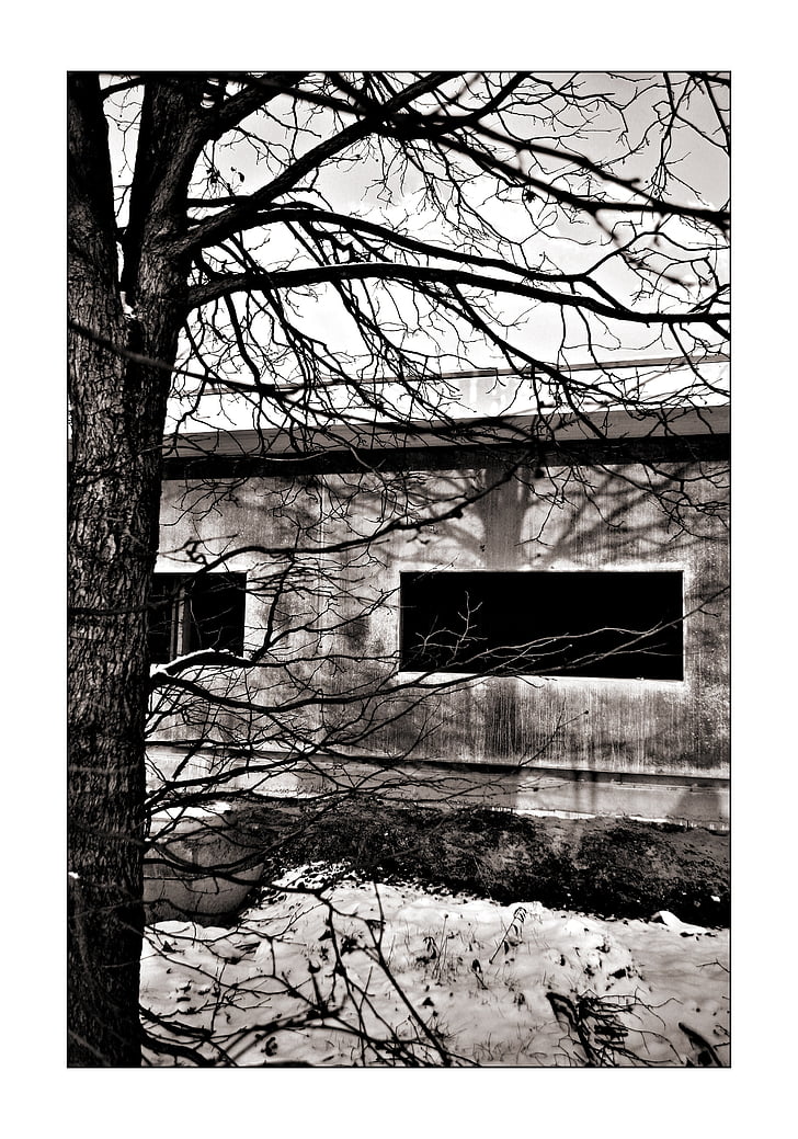 black and white, sw, black, white, building, tree, bungalow