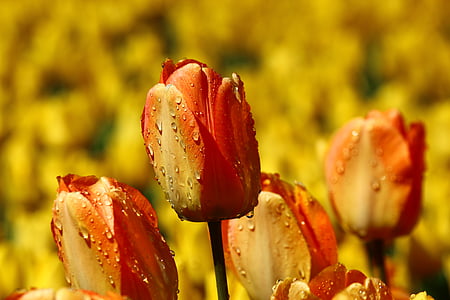 after the rain, both devices tulip, red tulip yellow, konya, spring, no people, flower