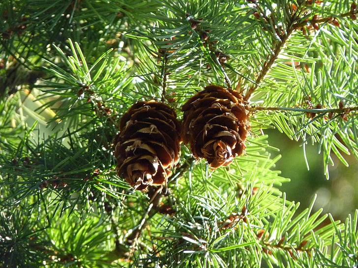 pine cones, douglas tap, douglas, spruce, tap, conifer, forest