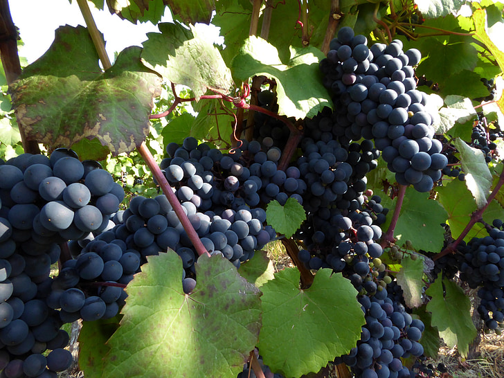 wine, vine, red, rebstock, vineyard, grapes, harvest