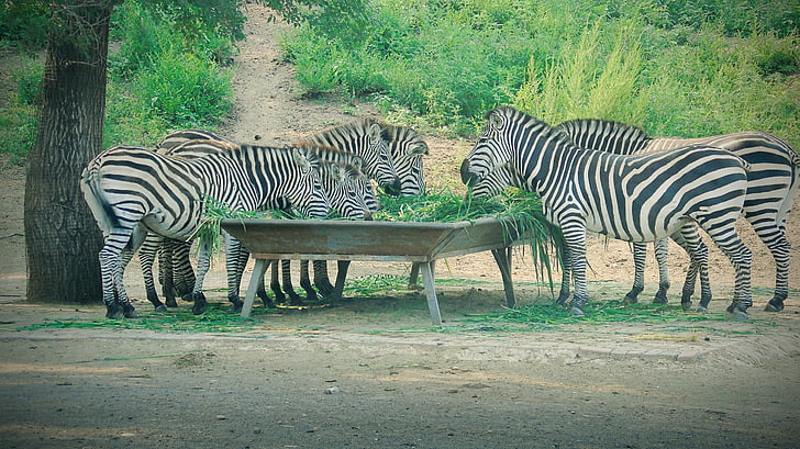 Zebra, animal, herbivores, troupeaux de, Zoo